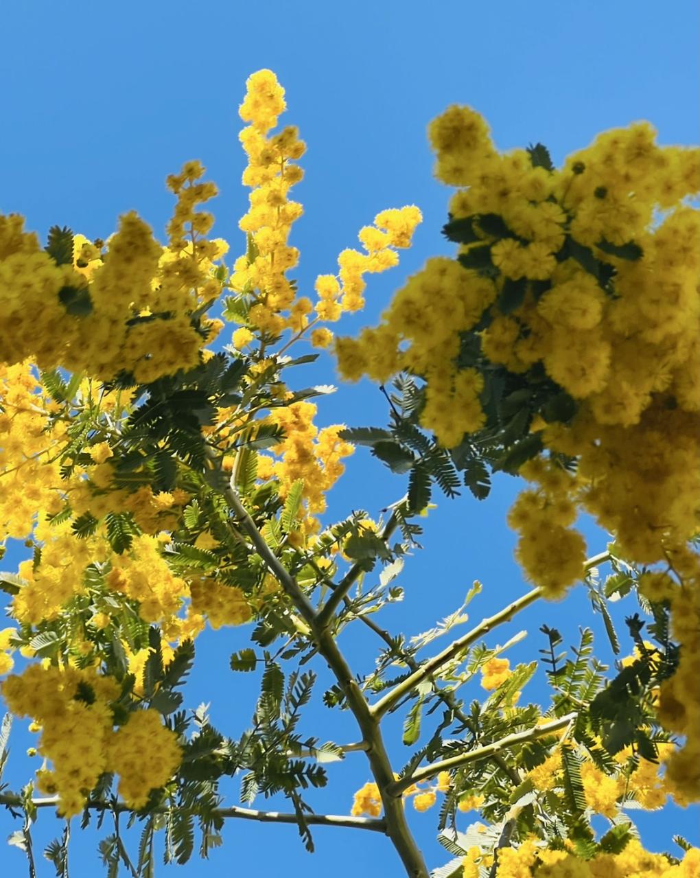 『植物の与え尽くす生き方』ミモザが教えてくれた。（チャネリング）
